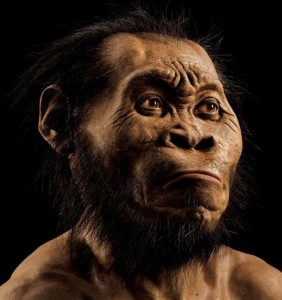 Una ricostruzione della testa di Homo naledi realizzata dal paleoartista John Gurche, che ha lavorato sulla base delle scansioni delle ossa ritrovate, utilizzando pelliccia di orso per simulare i peli e i capelli. Fotografia di Mark Thiessen. (c) National Geoghaphic