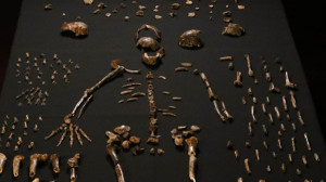 homo-naledi-600x335