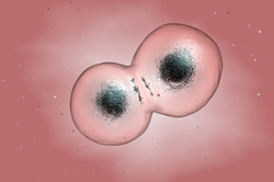La proteina P53 mutante come nuovo bersaglio per il cancro